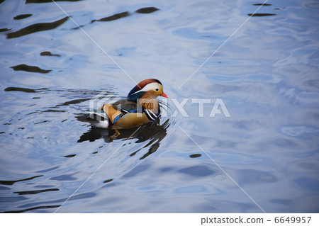 明治神宮的森林池塘·Oshidori的多彩候鳥 6649957