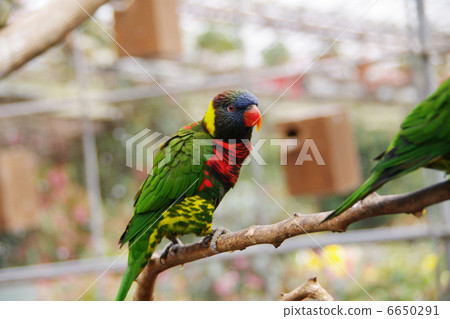 白臉鸚鵡 白臉鸚鵡 6650291