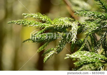 Hinoki leaves Hinoki leaves 6650400