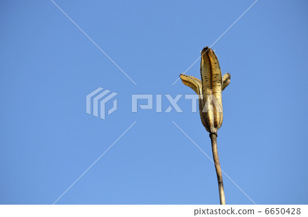 百合果殼 百合果殼 6650428