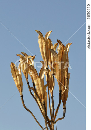 Fruit shell of lily 6650430