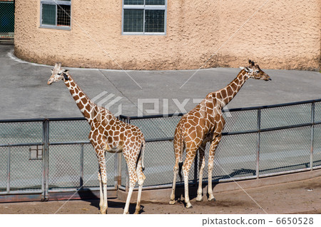 網紋長頸鹿 6650528