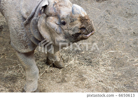 印度戒指 6650613