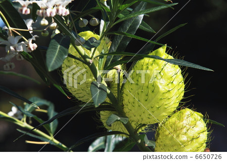 Fusenia towata Fusenia towata 6650726