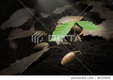 Acorn sprouts Acorn sprouts 6650806