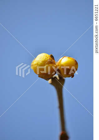 Rowbai (wax plum) 6651221