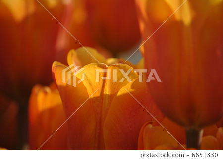 Ice tulip that received sunshine Ice tulip that received sunshine 6651330