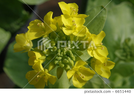 Chinese cabbage flowers and buds Chinese cabbage flowers and buds 6651440