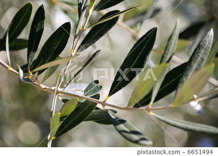 Heart shaped olive leaves 6651494