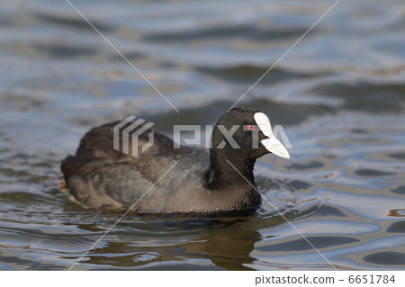 Oh van Oh van 6651784