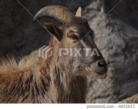 Himalaya tar female 6652013