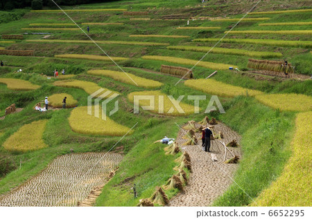 大山森巴的稻米儀式 6652295