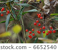 Fruit of brown-eared bulbul 6652540