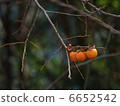 Mountain persim 6652542