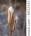 snowball 6652543