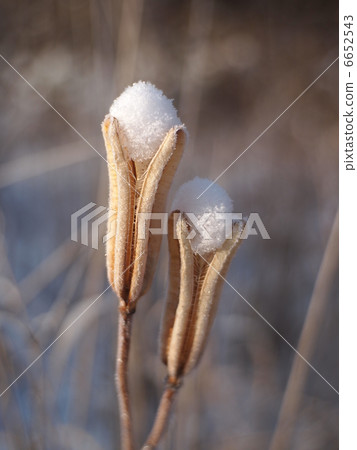 雪球 雪球 6652543