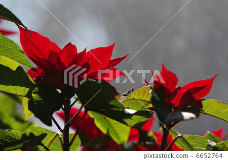Poinsettia Poinsettia 6652764