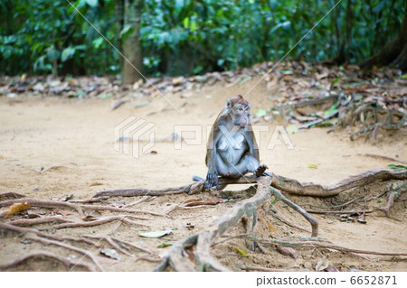 Crab-eating macaque in its natural environment 6652871