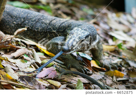 Monitor lizard with long tongue, hunting Monitor lizard with long tongue, hunting 6652875