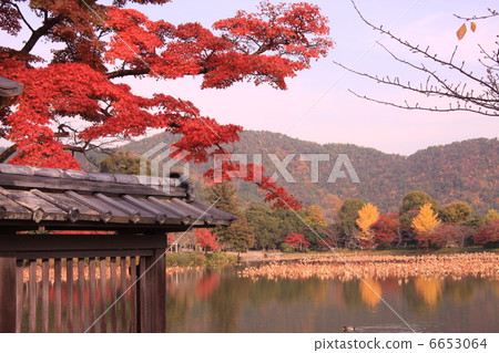 Autumn leaves of Owakuji Side Osawa pond Autumn leaves of Owakuji Side Osawa pond 6653064