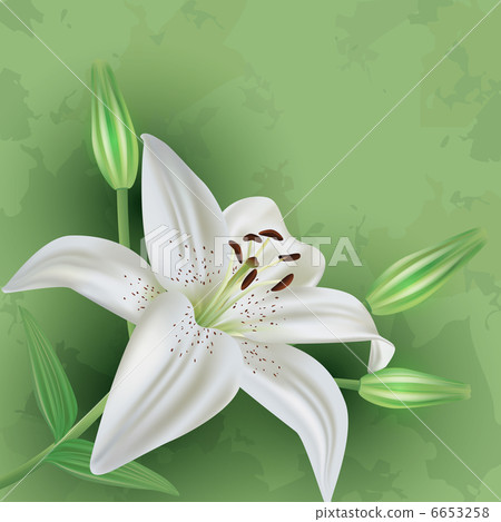 Vintage floral green background with flower lily Vintage floral green background with flower lily 6653258