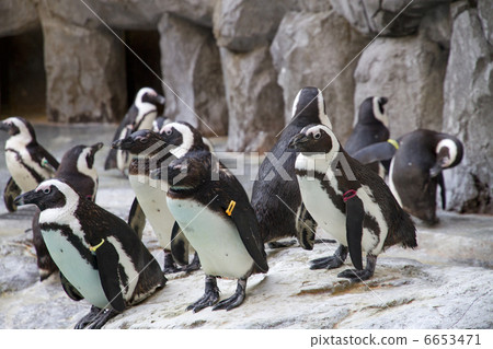 Cape Penguin Cape Penguin 6653471