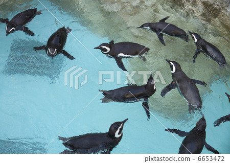 Magellan penguin Magellan penguin 6653472