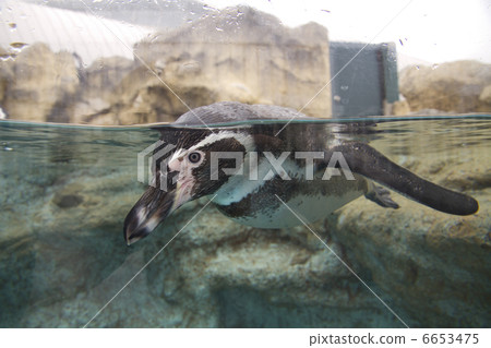 Humboldt Penguin 6653475