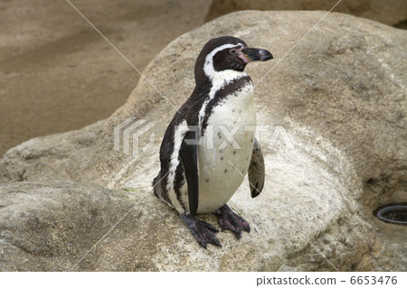 洪堡企鵝 6653476
