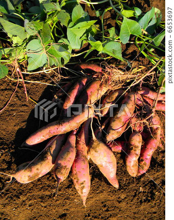 Red-east of the field Red-east of the field 6653697