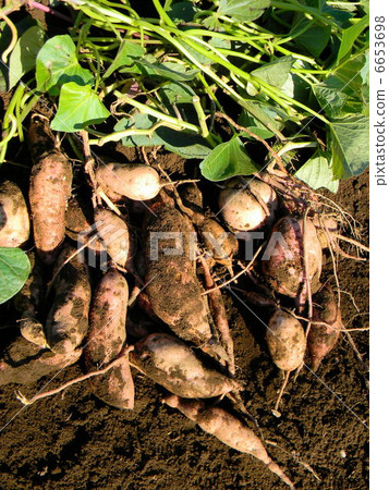 Yanato potato in the field Yanato potato in the field 6653698
