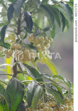 White leopard mango 6653735