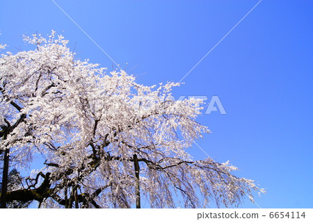Weeping cherry tree of Okuyamada 6654114