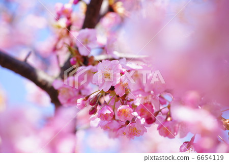 Spring in full bloom 6654119