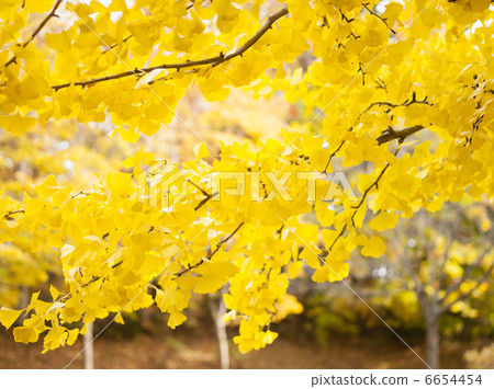 Gingko (Sapporo Nishioka Park) 6654454