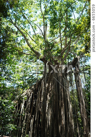 Curtain Fig Tree (Curtain Fig tree) 6655059