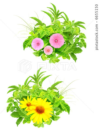 Summer flowers 6655150