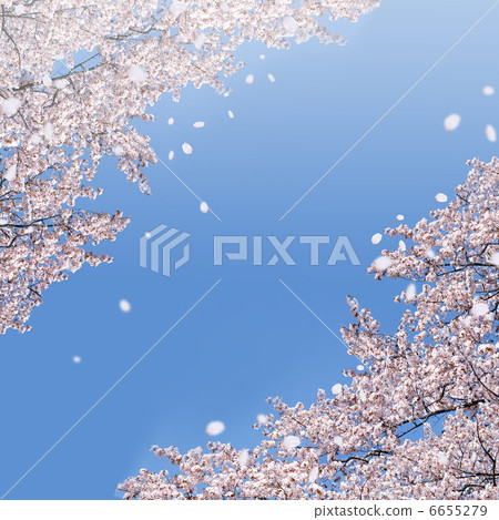 Cherry blossoms in spring blue sky 6655279