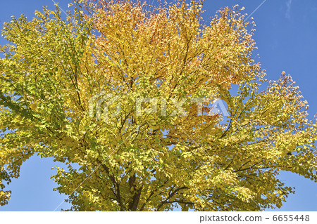 假髮秋葉 6655448