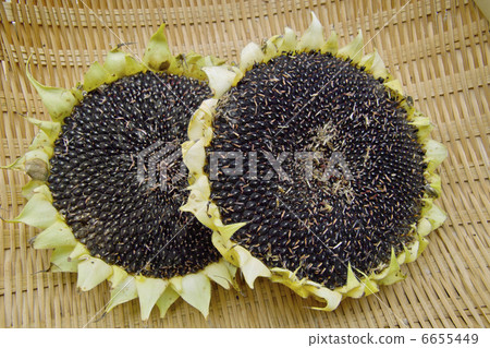 Sunflower seeds Sunflower seeds 6655449