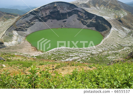 藏王銀杏 6655537