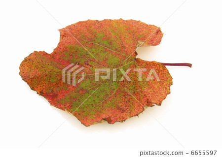 Yamabupudo離開 6655597