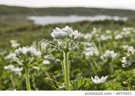 Hakusan Ichige 6655601