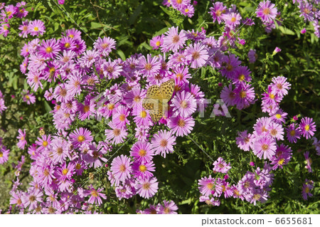 Pigeon butterfly butterfly 6655681