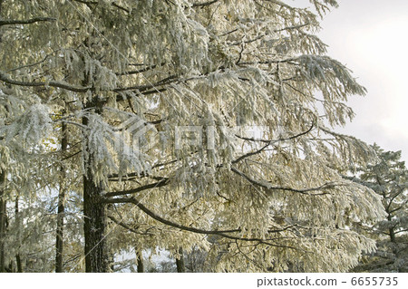  Foggy ice 6655735