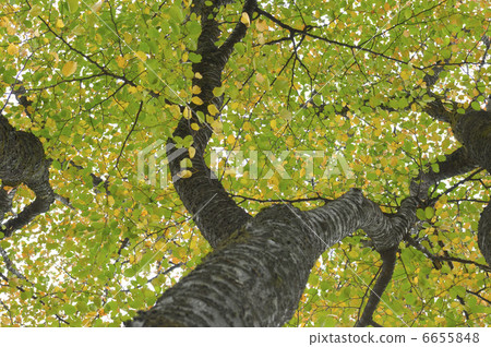 Sakura's autumn leaves Sakura's autumn leaves 6655848