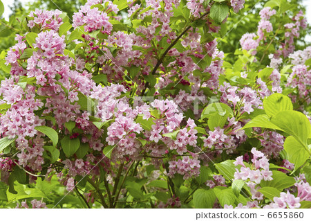 Weigela 6655860