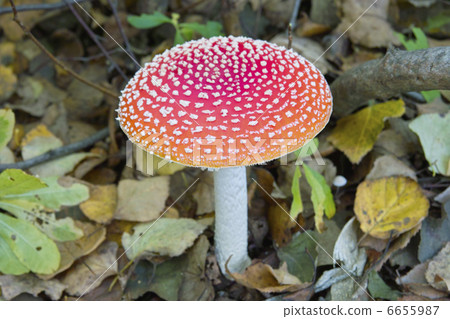 mushroom 6655987