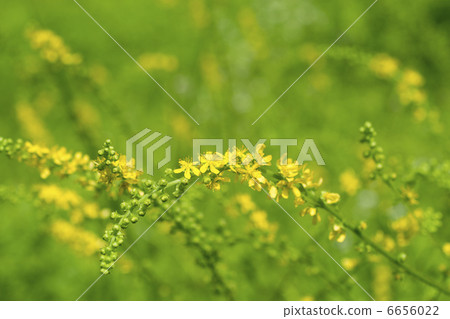 Kinnizu Hiki 6656022