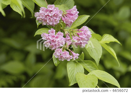 Weigela 6656072